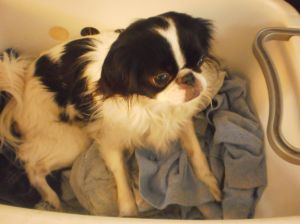 Japanese Chin in Laundry Basket